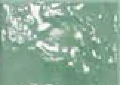 Плитка PF60011527 Poetry Colors Sage N 10x10