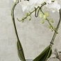 https://www.don-oboi.ru/cache/goods_photos/88x88x1xgyasovsgi2.jpg