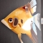 https://www.don-oboi.ru/cache/goods_photos/88x88x1xxybtiar7ce.jpg